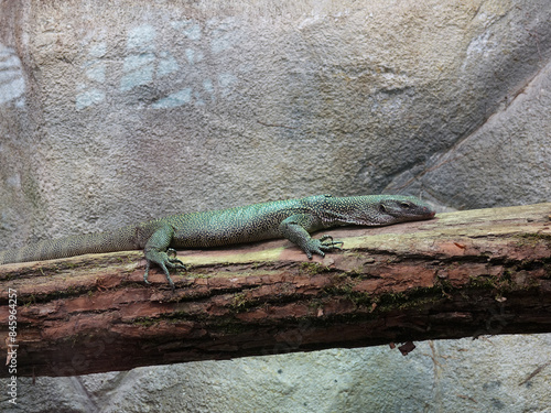 reptile au zoo de Beauval photo