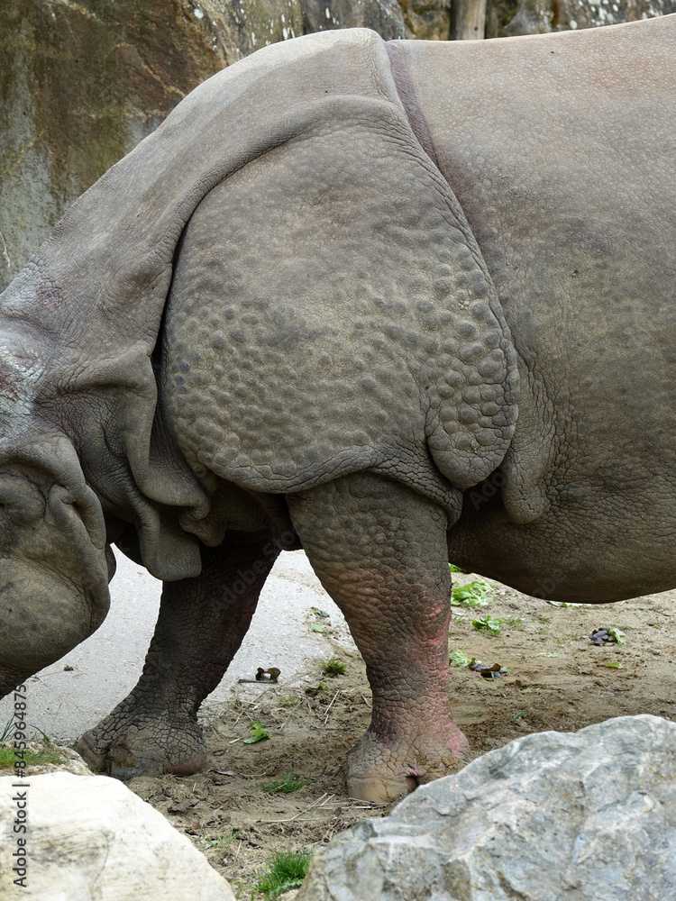 Obraz premium rhinocéros indien