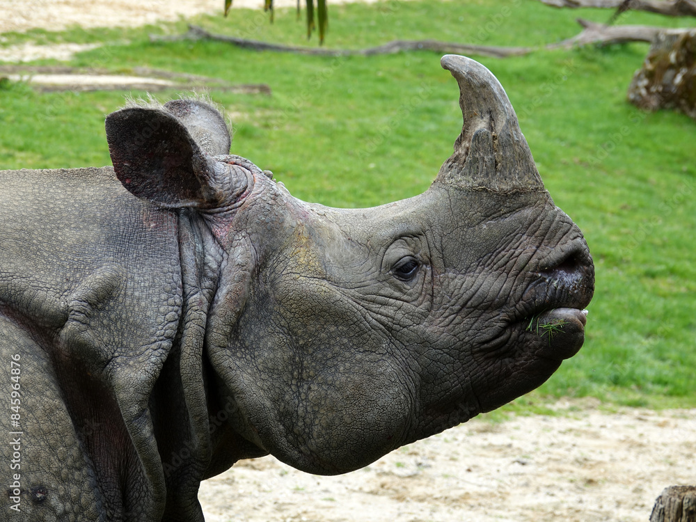 rhinocéros indien