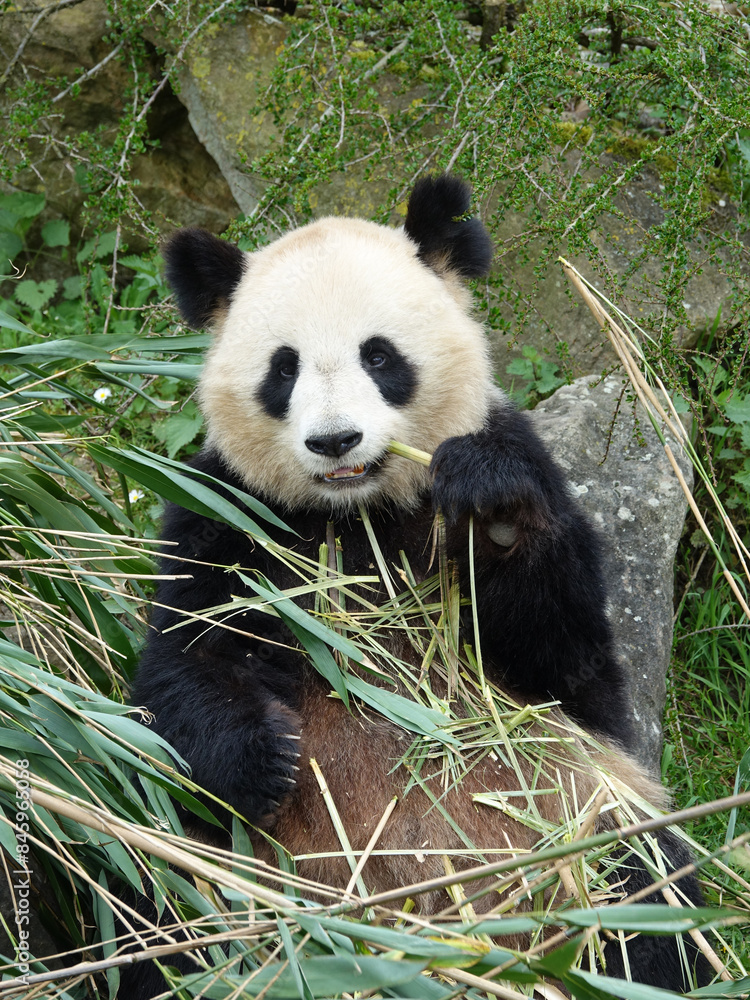 Panda géant Panda géant