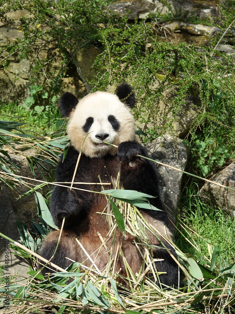 Obraz premium Panda géant