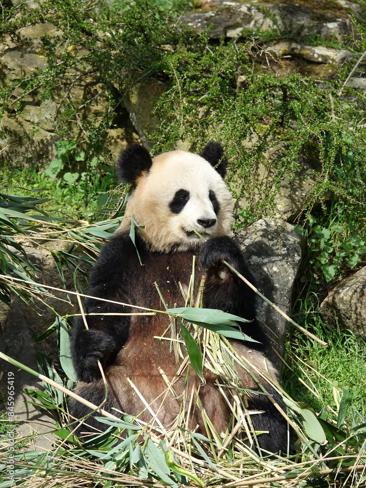 Obraz premium Panda géant entrain de manger