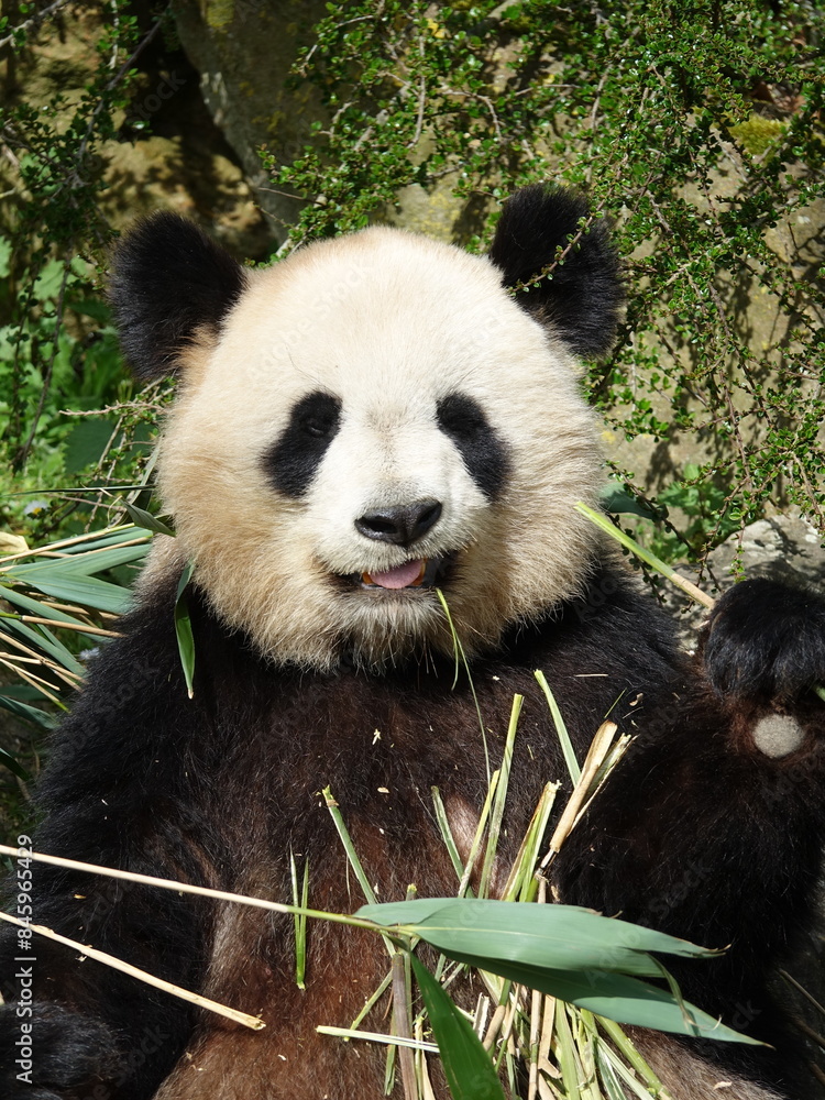 Fototapeta premium Panda géant