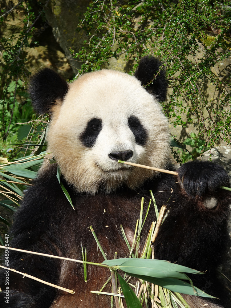 Obraz premium Panda géant