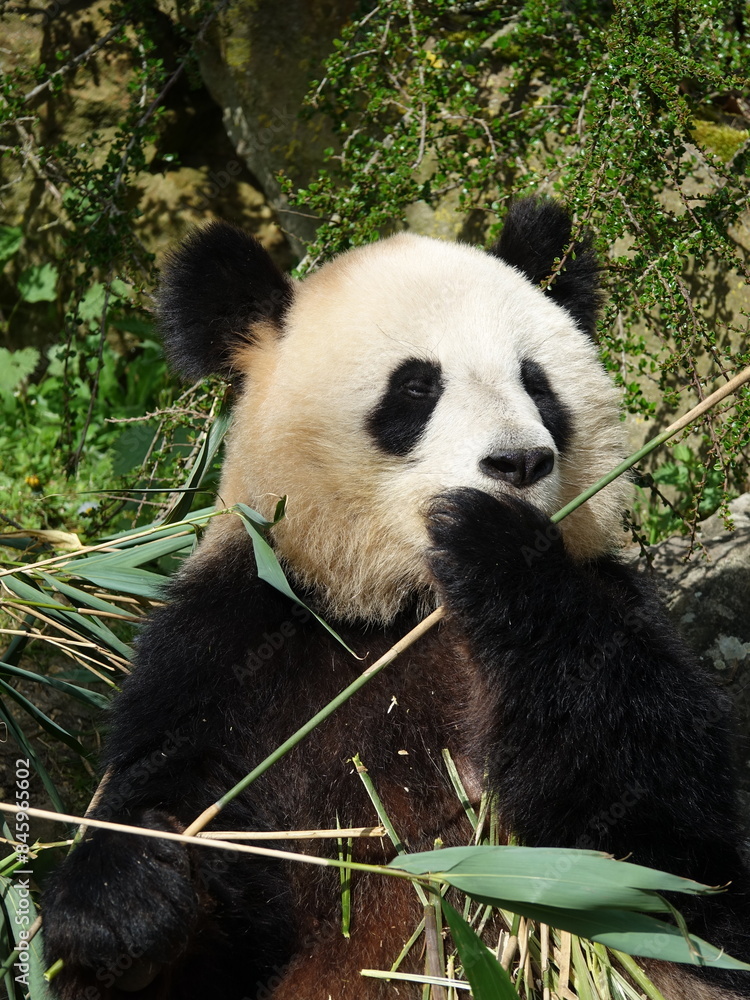 Obraz premium Panda géant