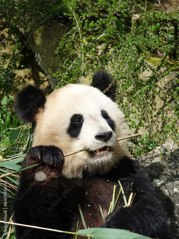 Fototapeta premium Panda géant entrain de manger
