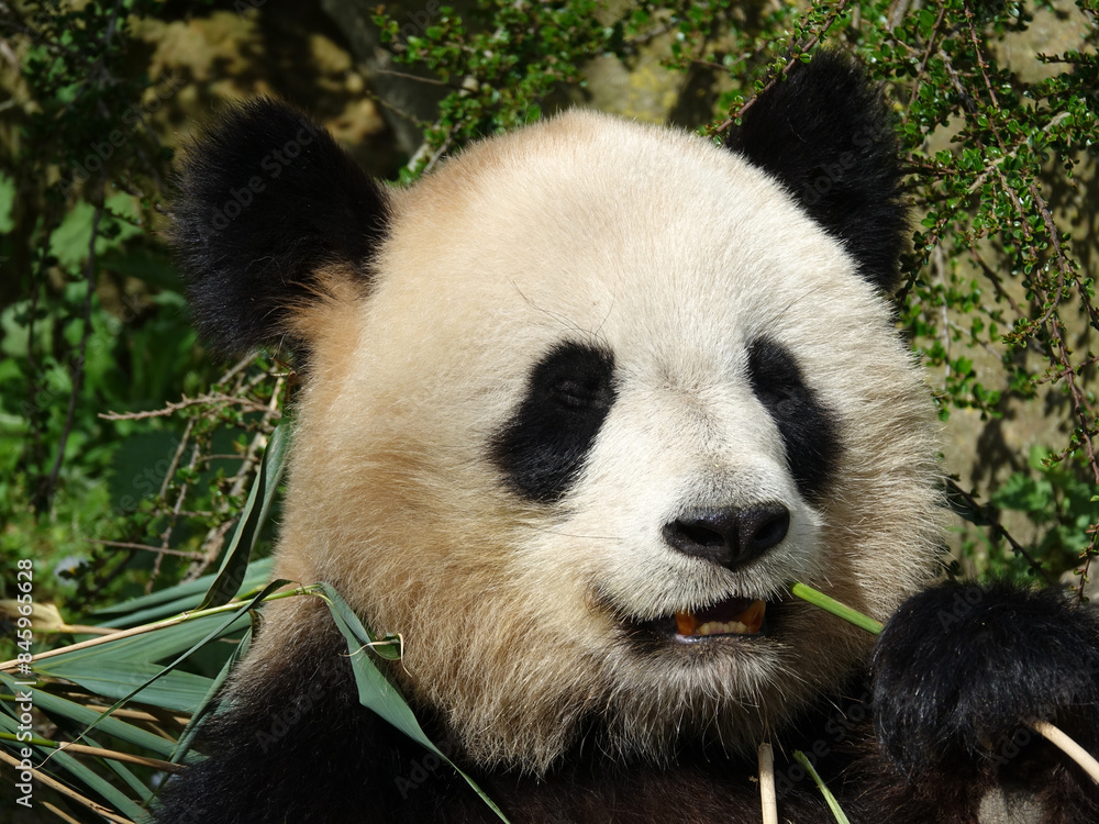 Panda géant Panda géant