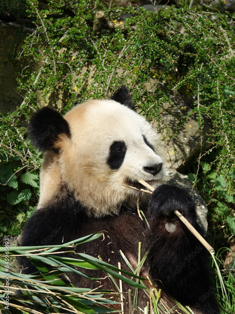 Obraz premium Panda géant