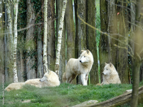 Meute de Loups Arctique