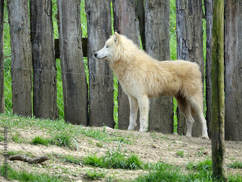 Loup Arctique