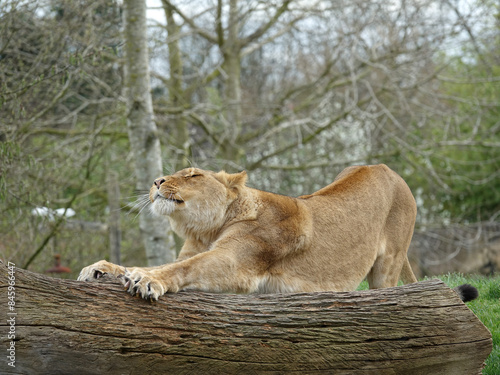 Lionne qui s'étire