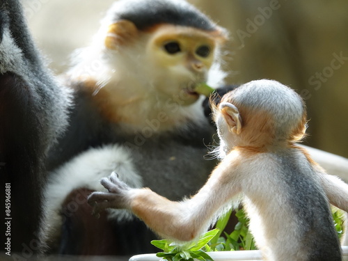 Bébé Langur de Douc photo