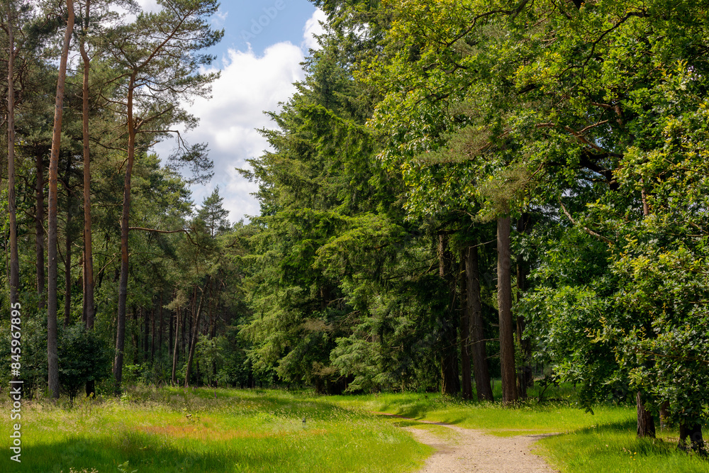 Park and outdoor concept, Spring landscape with pathway in the wood, Rows of big trees trunks and young leaves on branches tree in forest, Gravel walkways with green grass, Nature greenery background. Park and outdoor concept, Spring landscape with pathway in the wood, Rows of big trees trunks and young leaves on branches tree in forest, Gravel walkways with green grass, Nature greenery background.