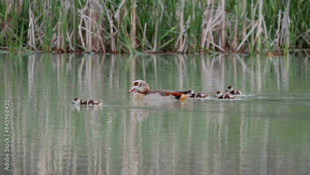 Egyptian goose with chicks in a pond (Alopochen aegyptiaca). Bird with chicks swimming Egyptian goose with chicks in a pond (Alopochen aegyptiaca). Bird with chicks swimming