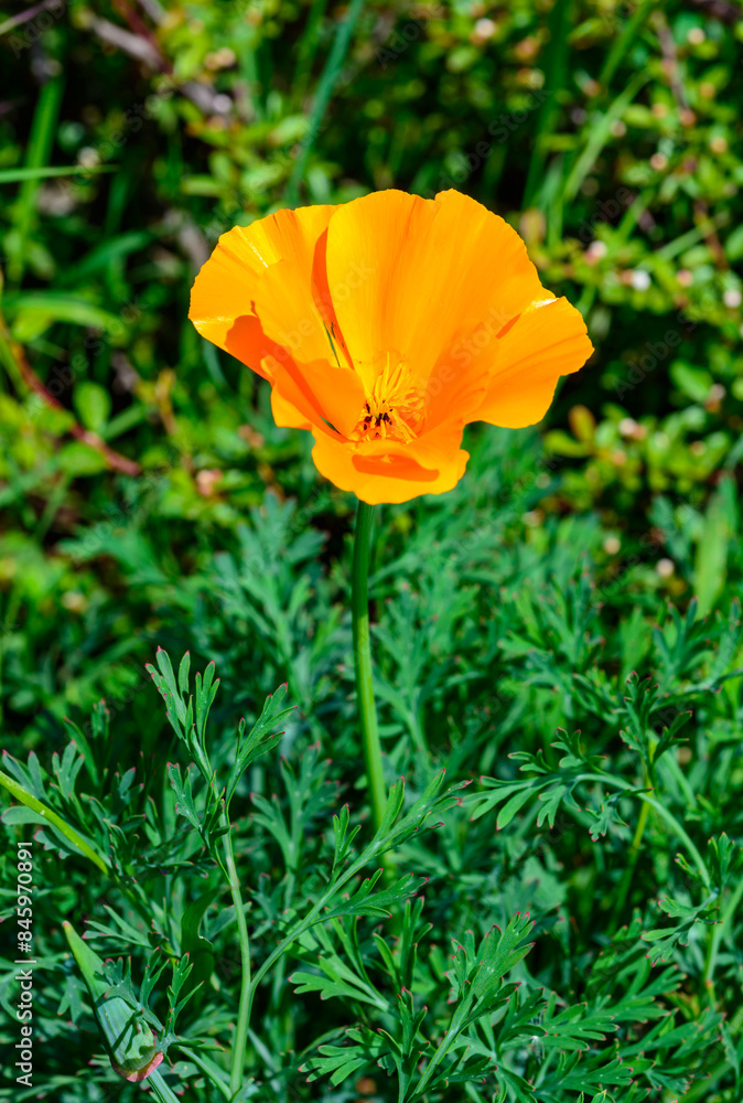 Yellow poppy flower self-seeding in the wild Yellow poppy flower self-seeding in the wild