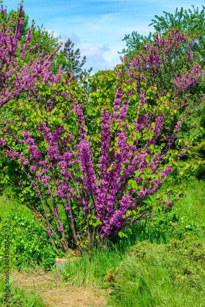 Obraz premium Cercis siliquastrum - close-up of a flowering tree branch in spring