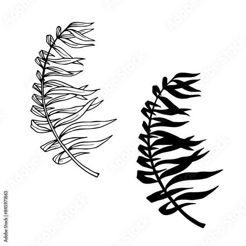 Collection of linear sketches, silhouettes of various tropical leaves. Vector graphics.