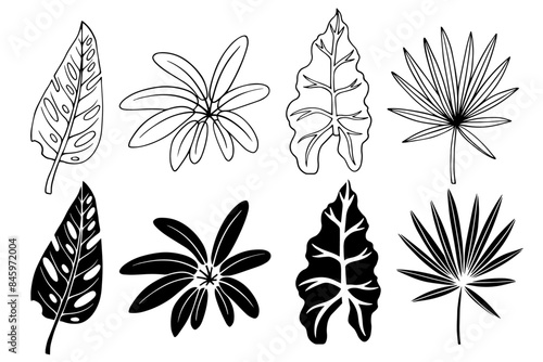 Collection of linear sketches, silhouettes of various tropical leaves. Vector graphics.