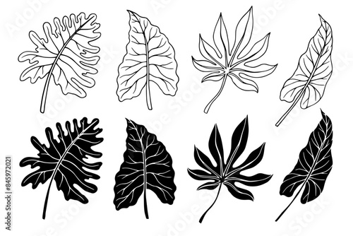 Collection of linear sketches, silhouettes of various tropical leaves. Vector graphics.