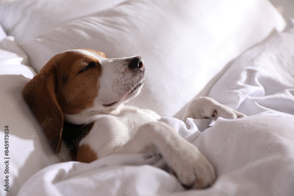 Cute Beagle puppy sleeping in bed. Adorable pet Cute Beagle puppy sleeping in bed. Adorable pet