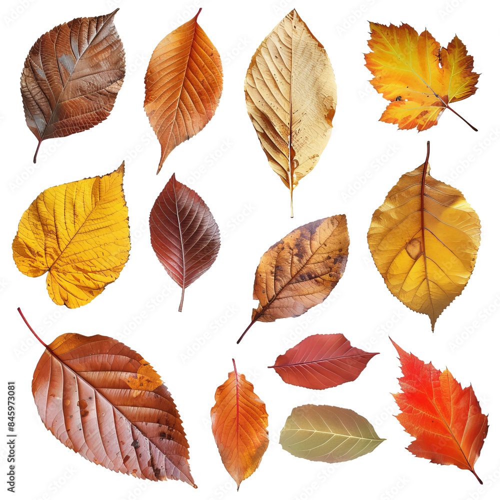 Obraz premium Autumn leaves isolated on white, PNG