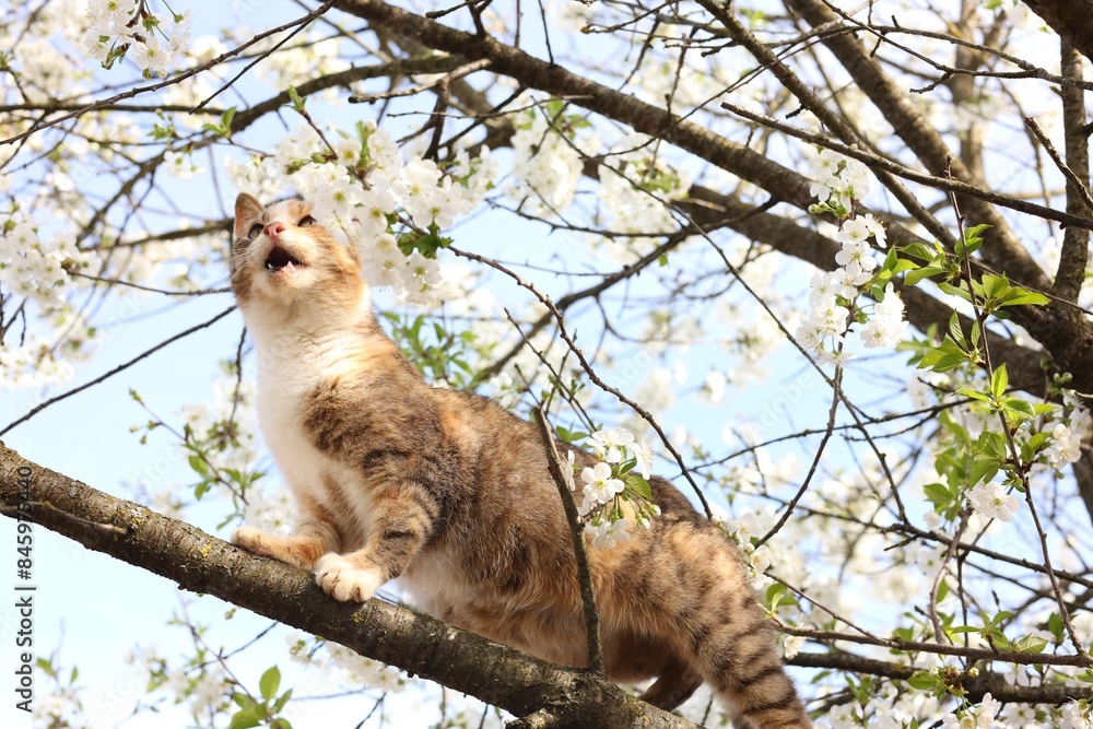 Cute cat on blossoming spring tree outdoors