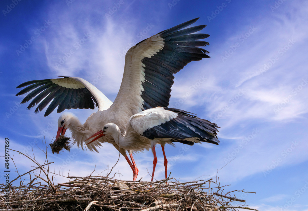 Naklejka premium 2 Störche am Nest mit Futter