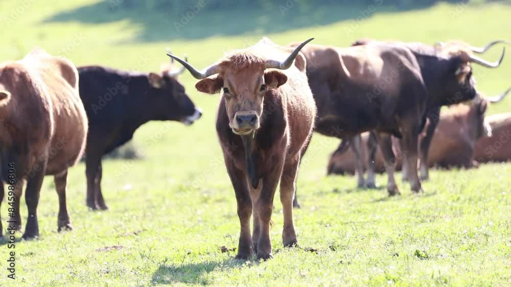 cattle in the field outdoors cattle in the field outdoors