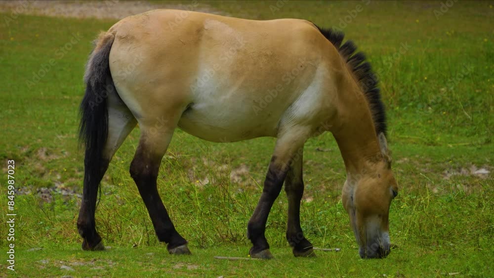 close up view of a przewalskis horse grazing on a meadow in spring close up view of a przewalskis horse grazing on a meadow in spring