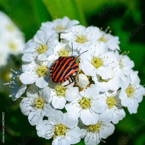 Italian striped bug (Graphosoma italicum), red bug with black stripes © Oleg Kovtun