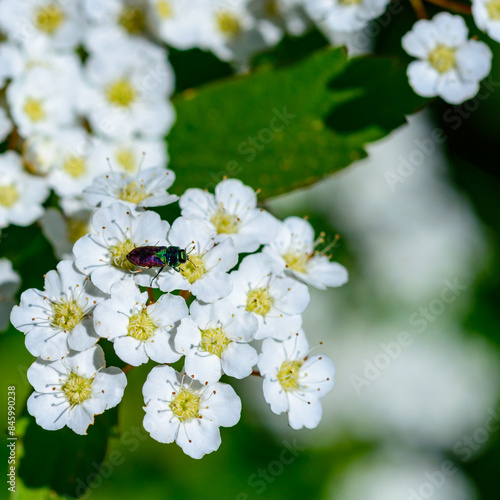 Anthaxia bicolor - A brilliant two -tone beetle on white colors of a spirea