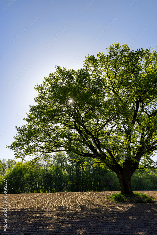 Fototapeta premium a single growing oak tree in an agricultural field