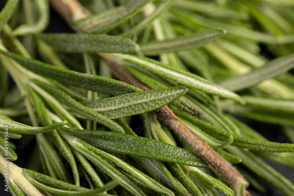 Fototapeta premium green fresh rosemary is a spice in cooking