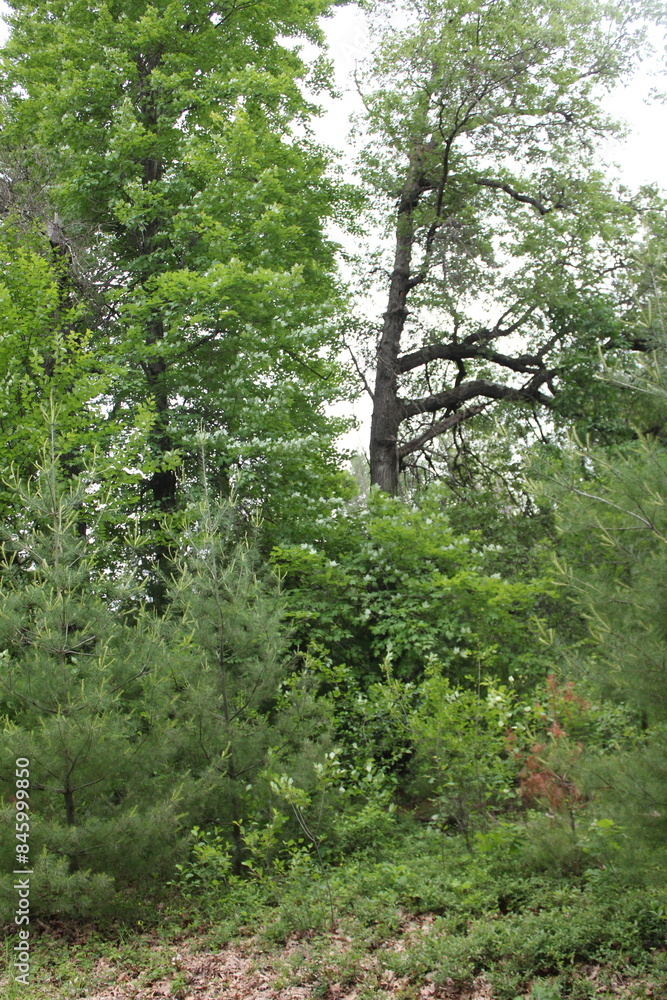 green forest in the morning green forest in the morning