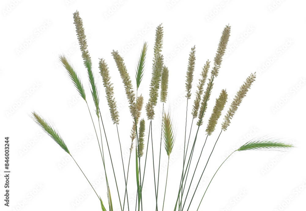 Fresh green grass with seeds isolated on white background and texture, clipping path Fresh green grass with seeds isolated on white background and texture, clipping path