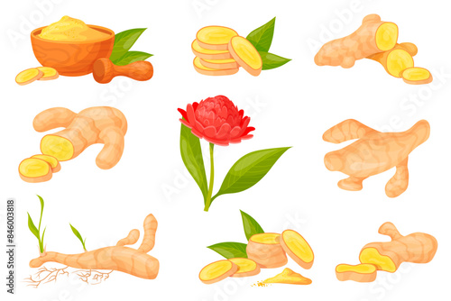 Cartoon ginger root. Sliced fresh aromatic gingers and dry powder shots, spice herb healthy plant fresh raw vegetable roots slice organic medicine colorful neat vector illustration