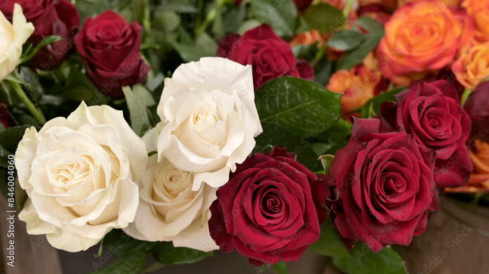 roses blanches et rouges roses blanches et rouges
