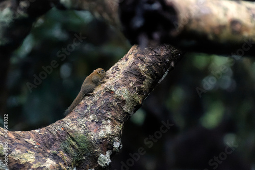 Kleines mausähnliches Nagetier im Dschungel von Borneo