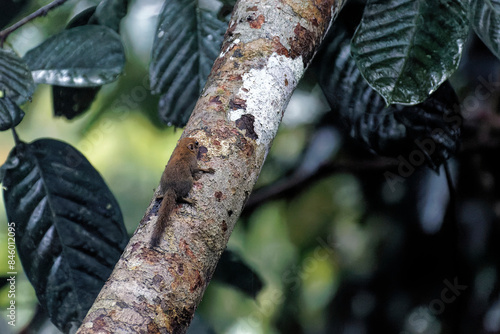Kleines mausähnliches Nagetier im Dschungel von Borneo