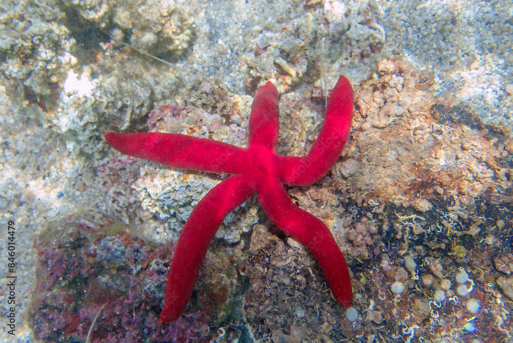 Mediterranean purple starfish - Ophidiaster ophidianus Mediterranean purple starfish - Ophidiaster ophidianus