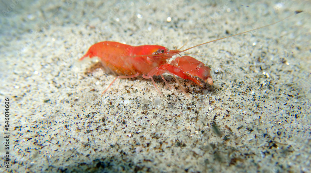 Φωτογραφία Red pistol snapping shrimp - Alpheus macrocheles
