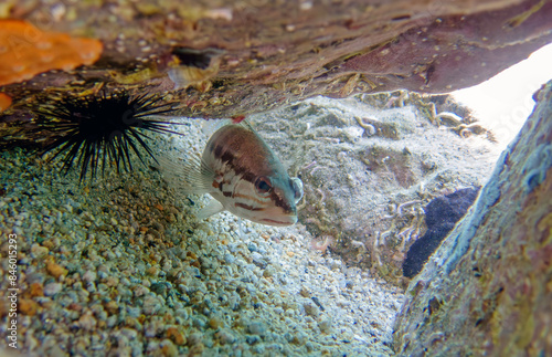Fototapeta The comber fish - 