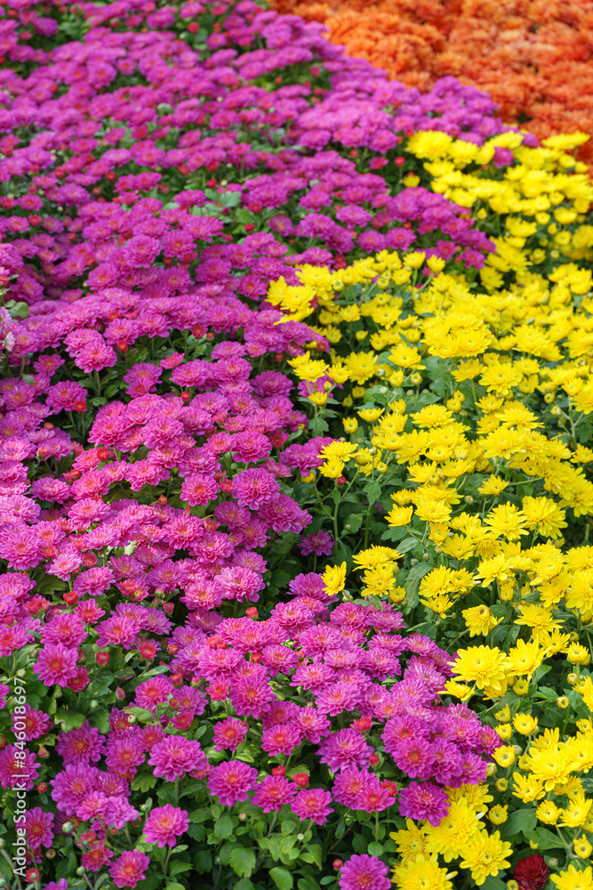 Fototapeta premium Field of fresh bright blooming various color chrysanthemums bushes in autumn garden outside in sunny day, flowerbed. Flower background for greeting card, wallpaper