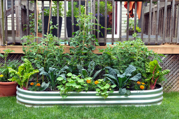 Keuken achterwand Tuin Moestuin in verhoogd plantenbed  © Joanne Dale