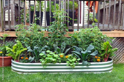 Fototapeta Naklejka Na Ścianę i Meble -  vegetable and flowers in an edible garden in a garlvanized raised bed. concept of portable gardens for renters