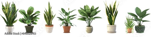 set green potted plant isolated on white background photo