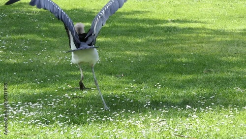 Leptoptilos is genus of very large tropical storks