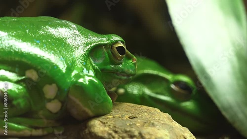 Chinese flying or Chinese gliding frog (Rhacophorus dennysi, Blanford's, large treefrog, Denny's whipping frog) is species of tree frog in family Rhacophoridae found in China, Laos, Burma, and Vietnam photo