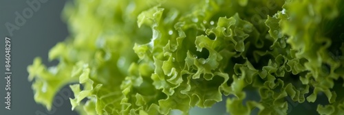 Modern greenhouse cultivating rows of vibrant leafy lettuce plants for sustainable farming