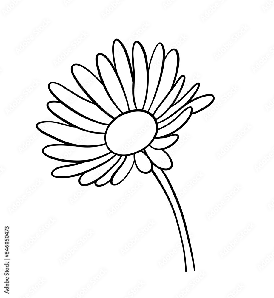 Fototapeta premium daisy flower